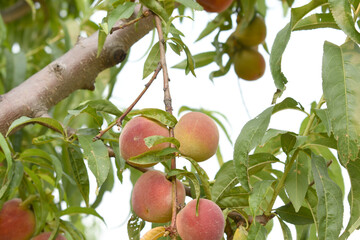 Fresh Ripe Peach fruits on a tree branch with leaves closeup, A bunch of ripe Peaches on a branch, Ripe delicious fruit peaches on the tree, Ripe sweet peach fruits grow on a peach tree branch