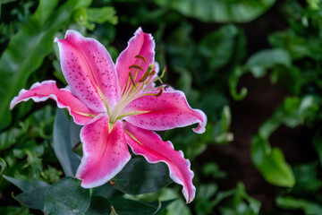a single  big pink lily flower with green leaves background in the garden