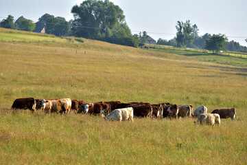 Rinderherde auf Weide