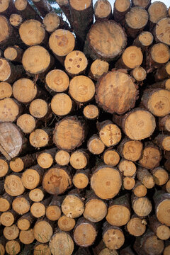 Stacked tree trunks in a forest