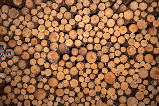Section of sawn-off trees