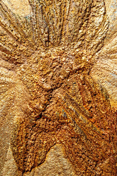 Pyrite fossil specimen like a fossilized sand dollar 350 MYA 