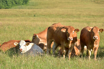 Rinderherde auf Weide