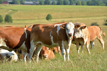 Rinderherde auf Weide