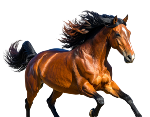 Firefly_High-quality PNG of a galloping horse captured mid-run, mane flowing and muscles flex 6279