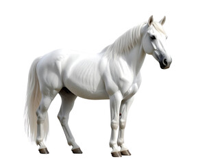 Obraz premium Firefly_Photorealistic 8K PNG of a graceful white horse in full view, elegant stance with sub 6279