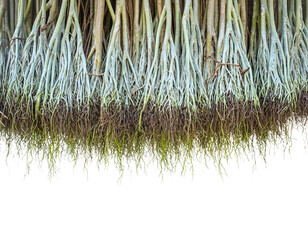 Array of Plant Seedling Roots Hanging Down (Transparent Background)
