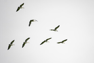 Group of spot-billed pelicans in flight