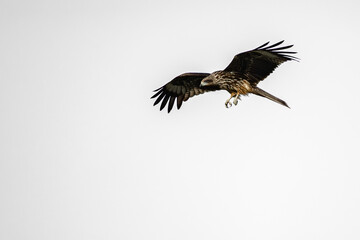 Black-eared kite in flight with white background