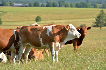 Rinderherde auf Weide