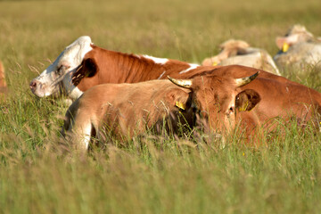 Rinderherde auf Weide