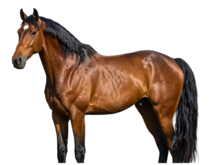 Full Body Brown Horse Standing Majestically transparent background