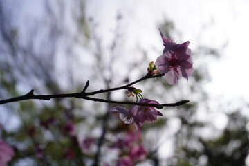 Cherry blossoms in backlight with translucent petals against pale blue sky