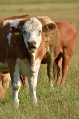 Rinderherde auf Weide