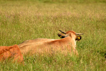 Rinderherde auf Weide