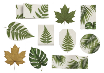 Collection of green leaf designs and fall maple leaves transparent background