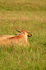 Rinderherde auf Weide