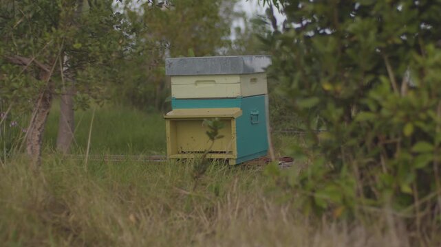 Colorful Beehive Box in Nature with Bees Enter and Leave, wide documentary shot