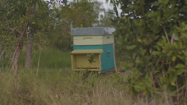 Colorful Beehive Box in Meadow with Active Bees, apicolture tools and equipment
