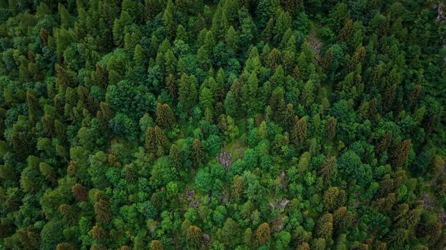 Aerial orbit of a drone above a dense pine forest in the Swiss Alps, showing autumn colors and mountain landscape.
