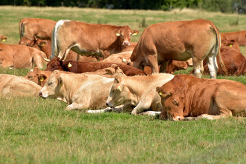 Rinderherde auf Weide