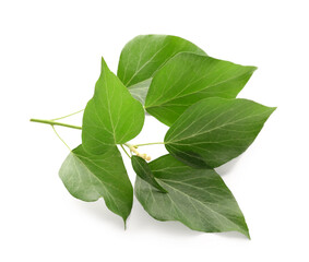 Branch with green leaves on white background