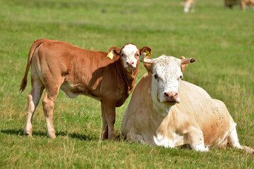 Rinderherde auf Weide