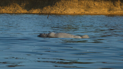 Fototapeta premium Irrawaddy Dolphin or Pesut Mahakam Swimming in Calm River Waters