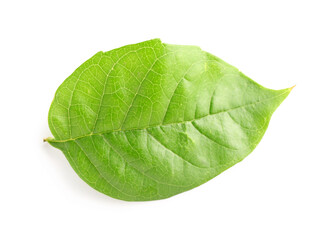 Obraz premium Green leaf on white background