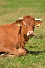 Rinderherde auf Weide