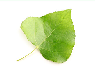 Fototapeta premium Leaf of poplar tree on white background