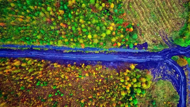 Top-down aerial of a muddy dirt road cutting through a vibrant autumn forest