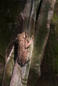 Closeup of a cute tree frog on a forest tree