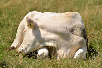 Rinderherde auf Weide