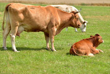 Rinderherde auf Weide