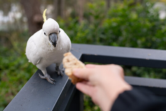 feeding a cockatoo