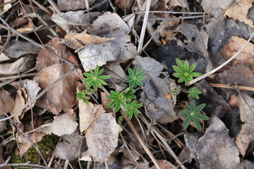 A close-up of moss in the forest, a small natural ecosystem in the photo