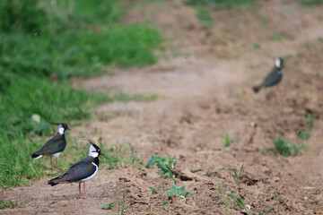 Lapwing, a bird in the field, wildlife in spring