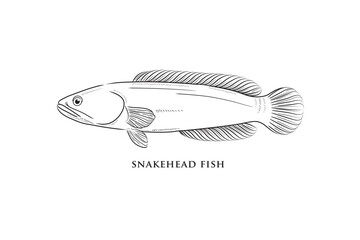 Snakehead fish, hand draw sketch vector.