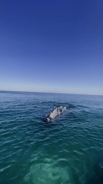 Tourist pointing at a majestic gray whale swimming and surfacing in clear ocean water. Close up encounter with marine wildlife on a sunny day