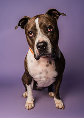 Cute funny Shelter dog posing looking for adoption