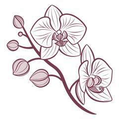 Orchid's delicate touch: An exquisite illustration of orchids, their soft petals and intricate details showcasing the flower's graceful essence.