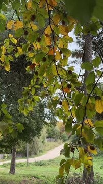 autumn in the park. The wind is shaking the leaves on the branch. Green leaves on the tree.