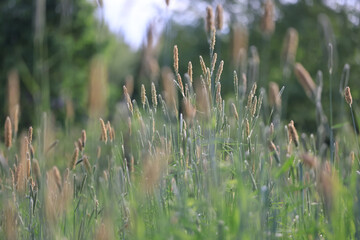 Fototapeta premium background of fresh green grass, nature in the field