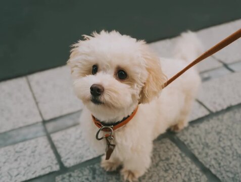 Cute white dog exploring the sidewalk during a sunny day in the city with its owner
