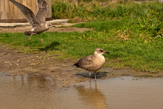 A mottled brown juvenile seagull stands calmly by a puddle of water, while another bird lifts off in flight behind near the grassy background