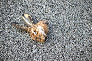 A wild rabbit whose head was cut off by poachers. Dead rabbit in the middle of the road. Animal. Corpse, massacre. Wildlife. Top view, above.  © Burak