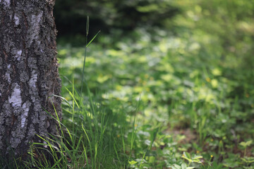 Fototapeta premium background of fresh green grass, nature in the field