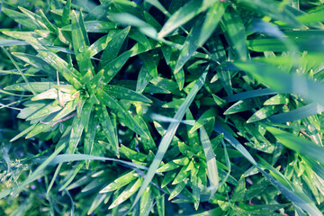 Fototapeta premium Fresh green summer background in the village, plants nature backdrop