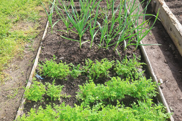 Fresh green summer background in the village, plants nature backdrop